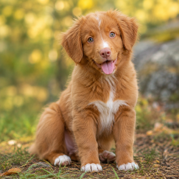 Yourdog – Croquettes pour chien – Retriever de la Nouvelle-Écosse - Chiot - 12 kg - Caractéristiques