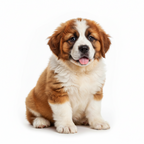 Yourdog – Croquettes pour chien – Saint-Bernard - Chiot – 12 kg