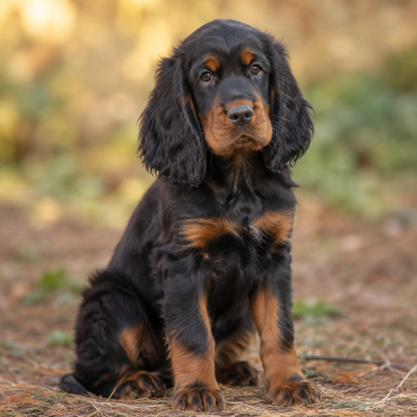 Yourdog – Croquettes pour chien – Setter Gordon - Chiot – 12 kg - Caractéristiques