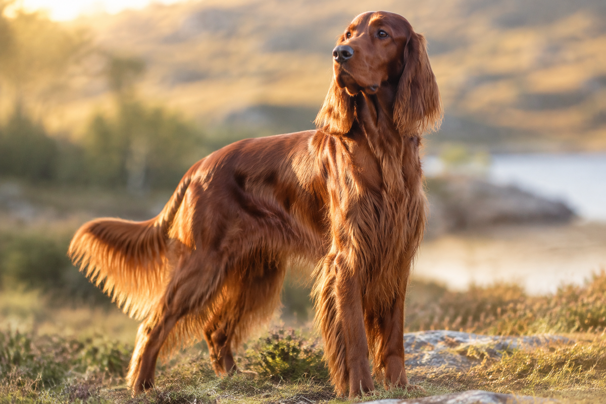 Yourdog – Croquettes pour chien – Setter Irlandais - Adulte – 12 kg