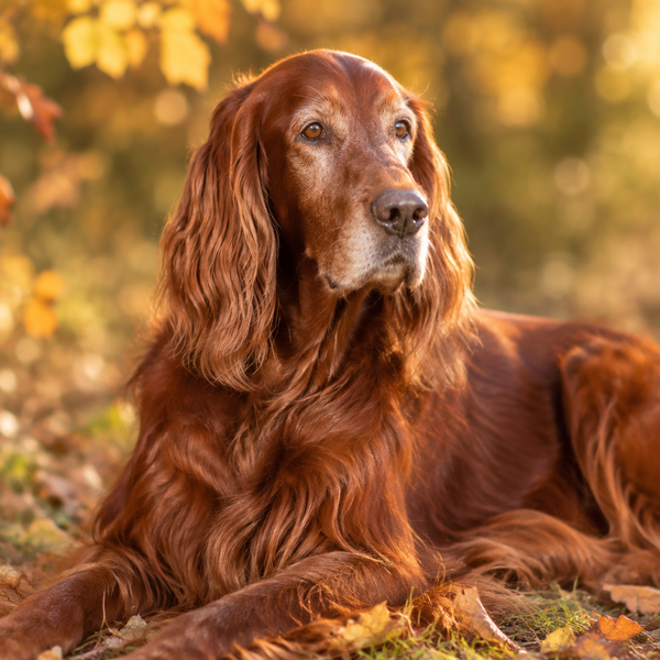 Yourdog – Croquettes pour chien – Setter irlandais - Senior – 12 kg - Caractéristiques