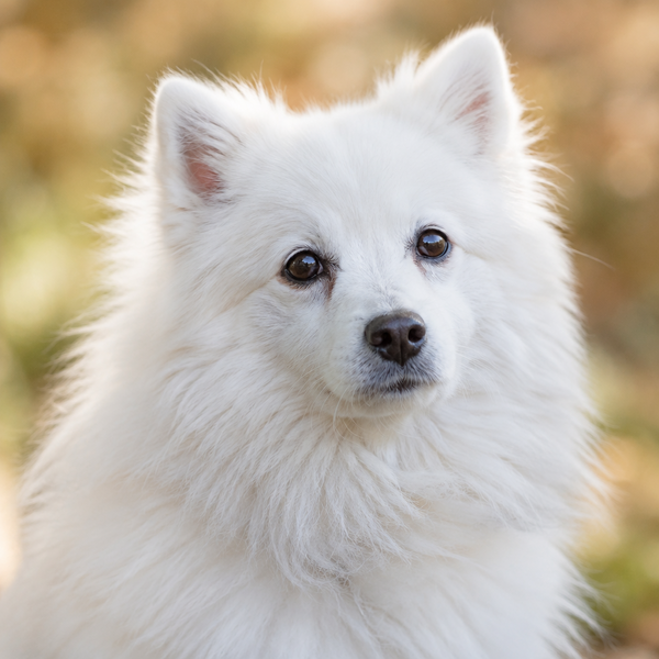 Yourdog – Croquettes pour chien – Spitz Japonais - Senior – 12 kg - Caractéristiques