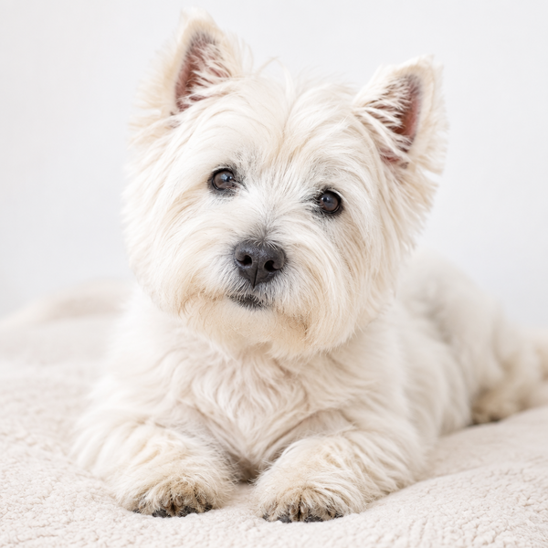 Yourdog – Croquettes pour chien – Westie - Senior – 12 kg - Caractéristiques